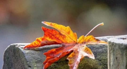 有一種智慧,叫 止損